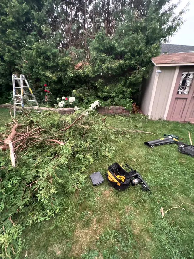 tree removal 602317313981163521