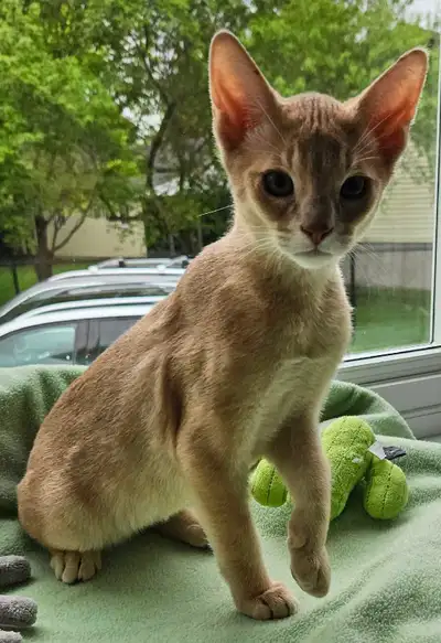 ❤️ABYSSIN STÉRILISÉ VACCINÉS 2X MICROPUCÉ, View more