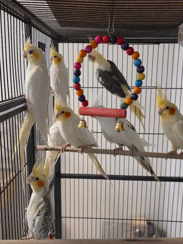6 cockatiels in Birds for Rehoming in Laurentides - Image 3
