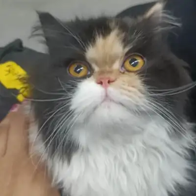 5 months old Long hair Calico Persian cat, View more