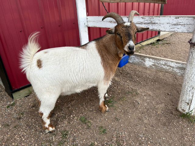 Goats for rehoming in Other Pets for Rehoming in Red Deer - Image 2
