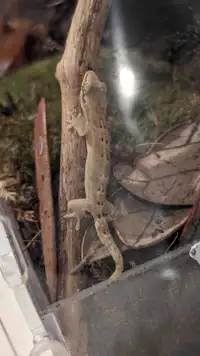 Juvenile mourning geckos