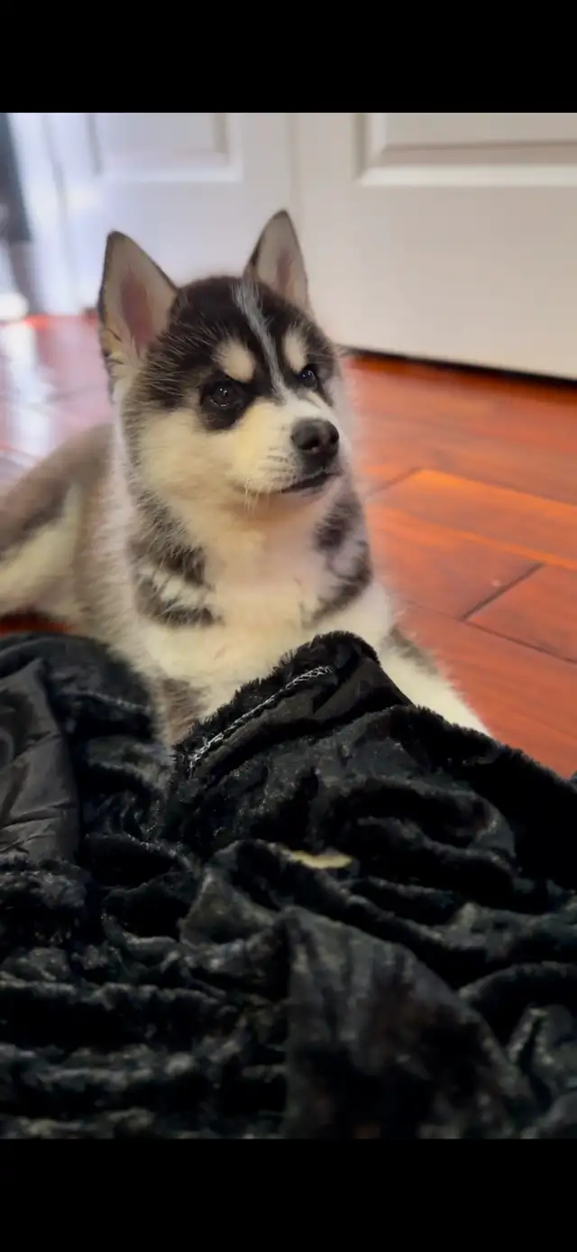 Adorable Male Siberian Husky Puppy for sale –(Purebred) in Dogs & Puppies for Rehoming in Mississauga / Peel Region - Image 5