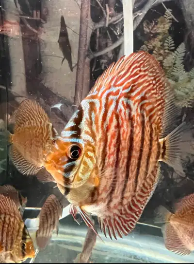 Bull dog discus rehome, View more