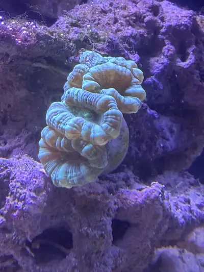 Small blue-green candy cane coral colony, View more