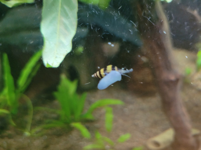 Assassin Snails in Fish for Rehoming in Charlottetown - Image 2