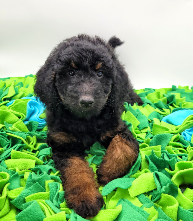 F1b Bernedoodle puppies. in Dogs & Puppies for Rehoming in Vancouver - Image 3