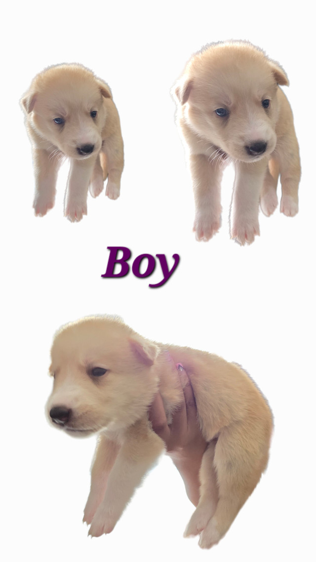 Gorgeous Gerberian Shepsky Puppies in Dogs & Puppies for Rehoming in Bedford - Image 3