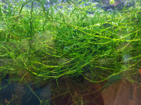 Guppy Grass and Duck weed 