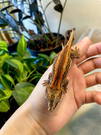 Baby Gargoyle Gecko