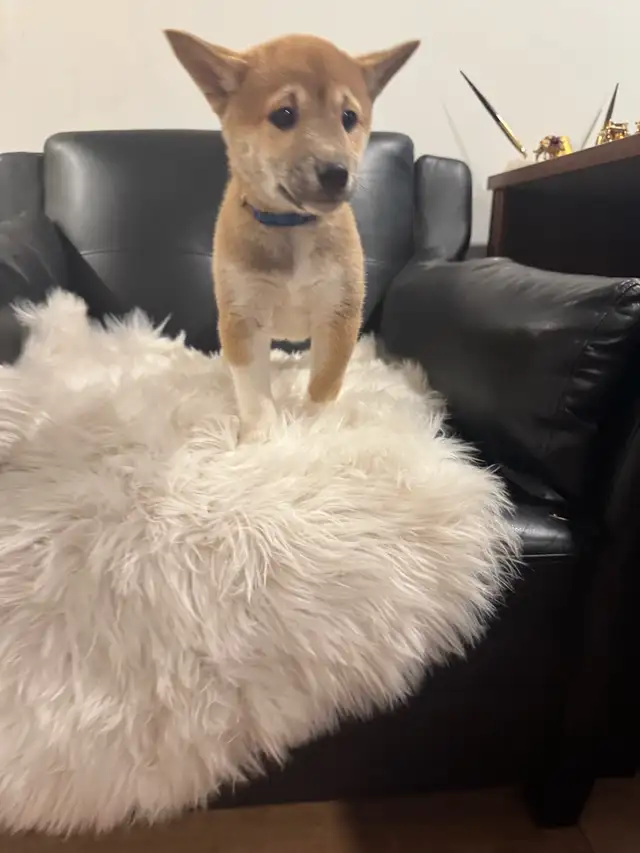 Shiba inu pure race pur bred in Dogs & Puppies for Rehoming in City of Montréal - Image 9