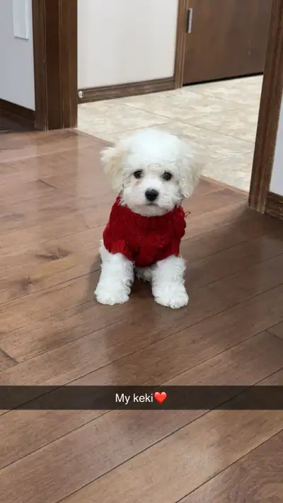 Puppy bichon fries, View more