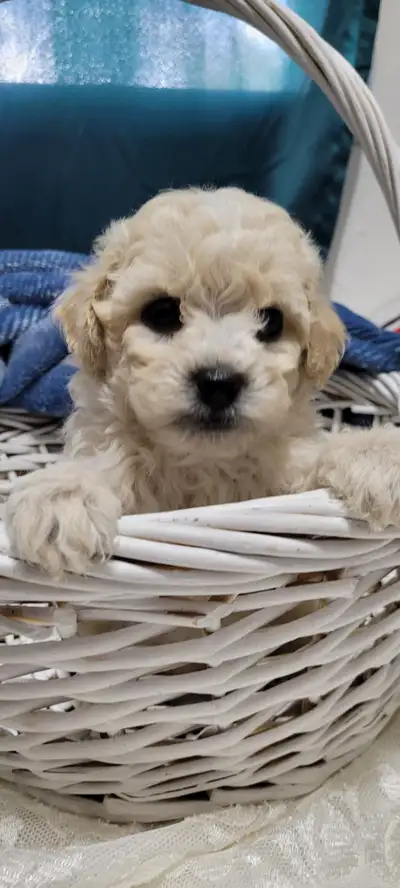 Malti-Poo Pups For Sale, View more