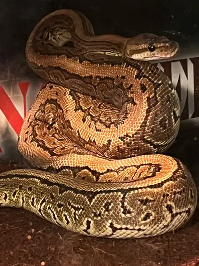 Ball pythons , View more