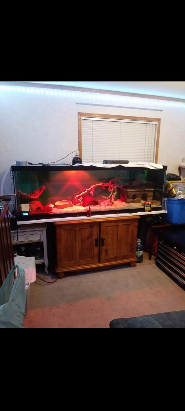 Normal ballpython in Reptiles & Amphibians for Rehoming in Edmonton - Image 2