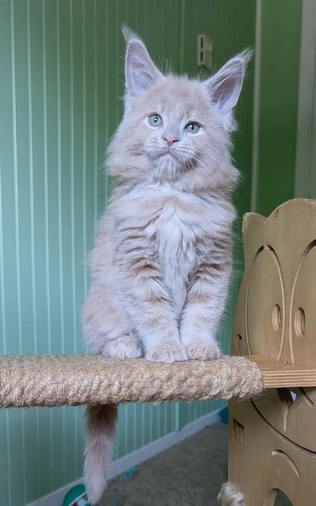 Cream big maine coon kitten in Cats & Kittens for Rehoming in Moncton - Image 5