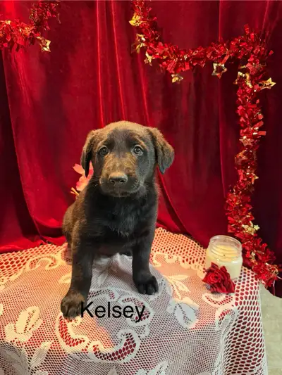 *** ONLY 3 LEFT**** Check out these cuties!!! Dad came over for a visit when he wasn’t suppose to so...