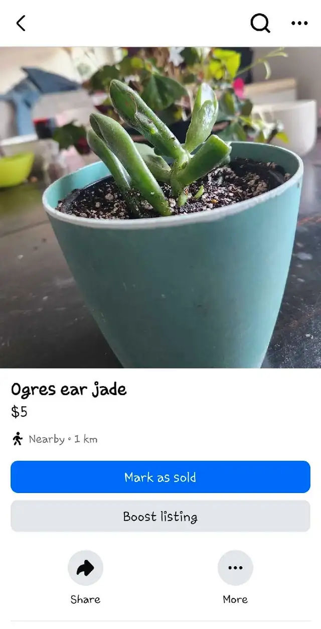 House plants for sale or trade62863284682114123