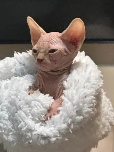 Chatons SPHYNX, View more