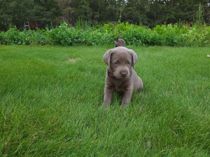 Silver Lab Puppies Dogs & Puppies for Rehoming Edmonton