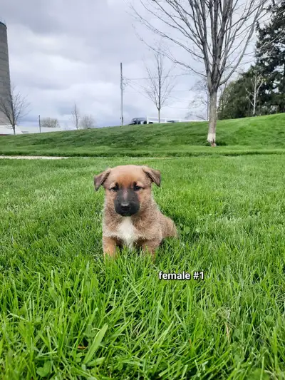 Well socialized german shepherd Jackrussell mix puppies!, View more