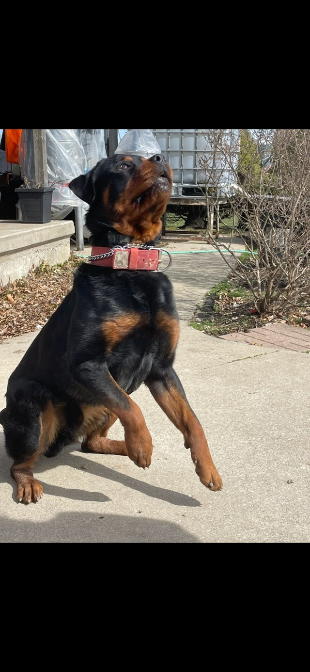 *** ROTTWEILER PUPPIES GERMAN BLOODLINE *** in Dogs & Puppies for Rehoming in La Ronge