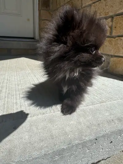 Pomeranian puppy, View more