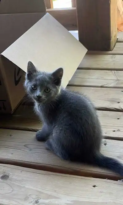 Kittens for sale!!, View more