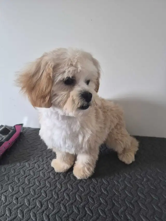 Toy shihtzu poodle..Only one puppy left in Dogs & Puppies for Rehoming in Winnipeg - Image 3