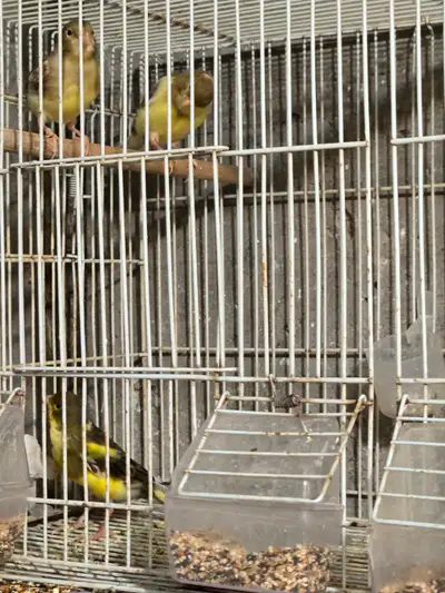 Canari a vendre, View more