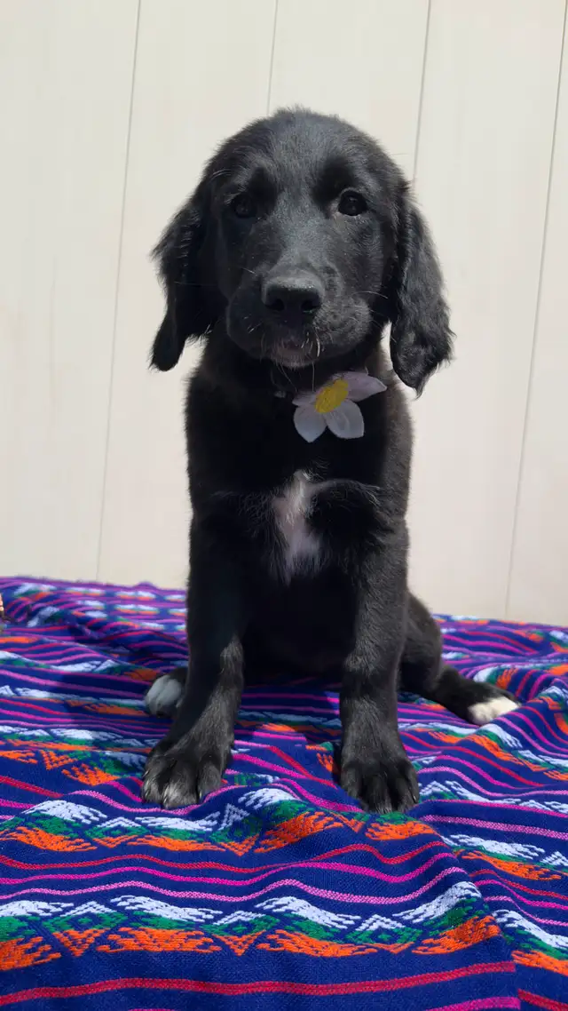 Adorable Black Golden Retriever /mix Shepness Dog in Dogs & Puppies for Rehoming in St. Albert - Image 2