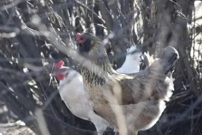 Laying Hens for Sale, View more