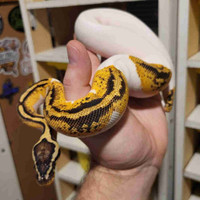 Female Pastel Yellowbelly Pied