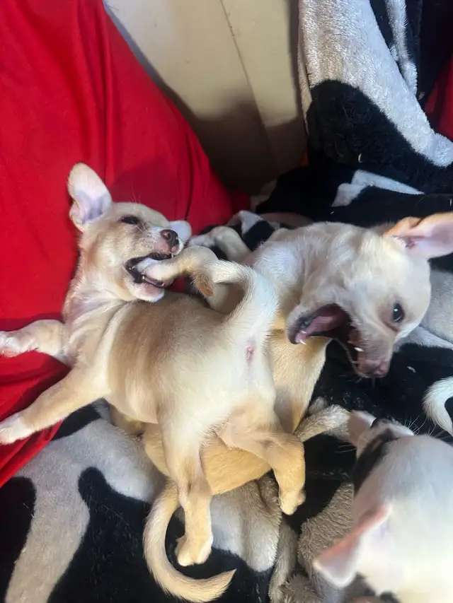 2 tan female purebred Chihuahua puppies in Dogs & Puppies for Rehoming in Hamilton - Image 6