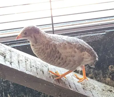 BUTTON  Quail, View more