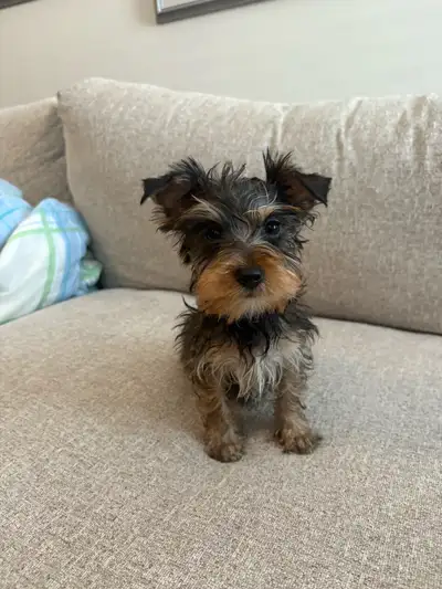 Yorkie Puppies, View more