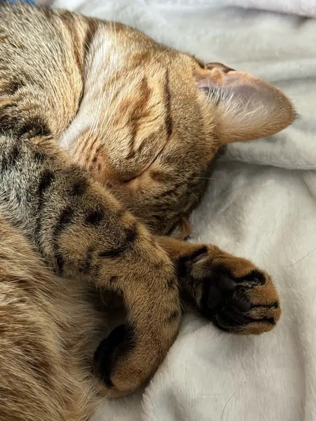 F5 Savannah Cat in Cats & Kittens for Rehoming in Calgary - Image 4