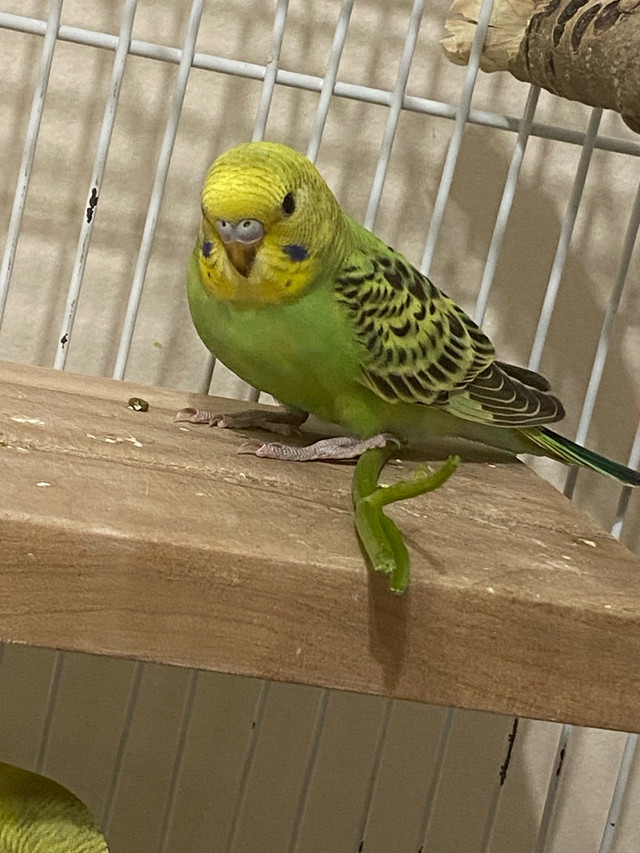 3 baby budgies $20 each  in Other Pets for Rehoming in Calgary