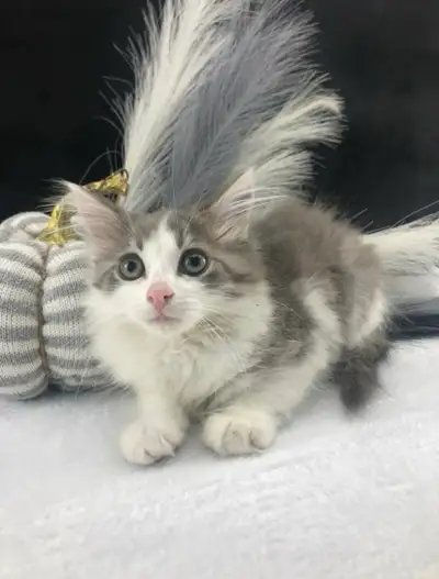 Beautiful grey and white Maine Coon kitten available to a responsible and loving forever home. This...