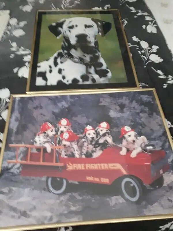Dalmatian Pictures in Frames - 2