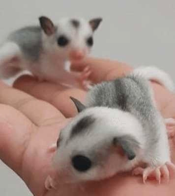Suger glider Joey's available  in Small Animals for Rehoming in Leamington