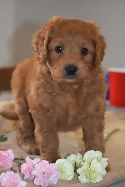 We are very excited to announce that Dolly has her first litter of mini bernedoodle puppies. 2 boys...