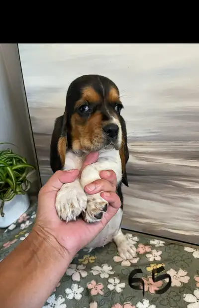 Female  Basset Hound Pup, View more