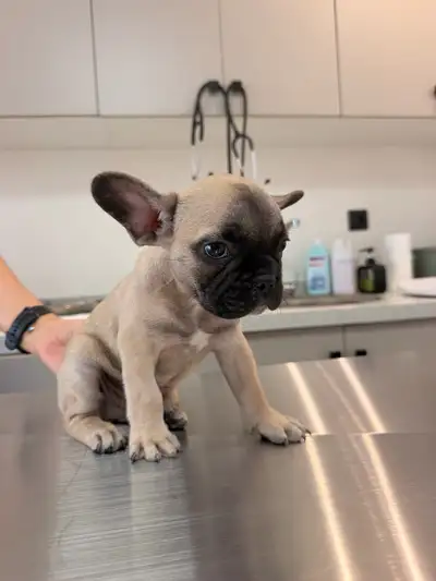 Frenchie se cherche une famille , View more