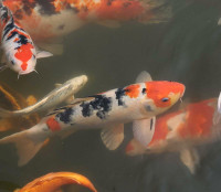 Hank the Tank koi