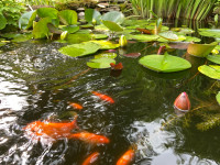 Wanted: Your unwanted goldfish.  Accepting gold fish for a pond.