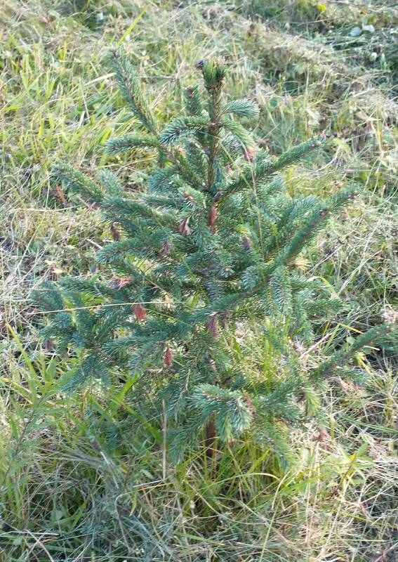 Spruce trees for sale in Plants, Fertilizer & Soil in Mississauga / Peel Region