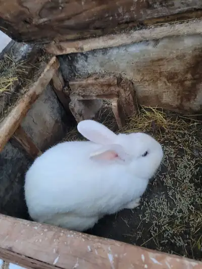 proven buck rabbit blue eye white, View more