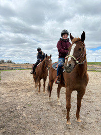 Beginner Horse Back Ridding Lessons 