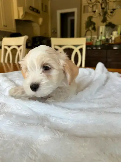 Havanese puppies Toy size CKC registered, View more
